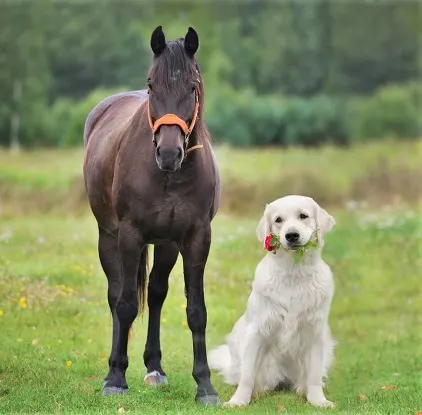 Dark horse and Labrador holding flowers in it's mouth