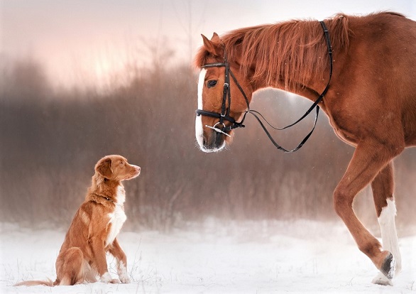 Brown dog and chestnut horse saying hello in the snow