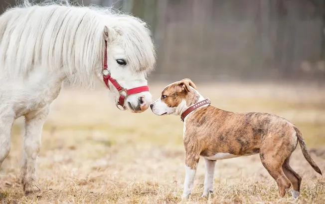 Dog and horse saying hello