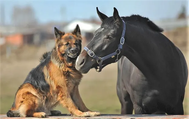 German Shepherd dog and black horse