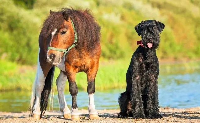 Giant schnauzer dog with painted shetland pony on the beach