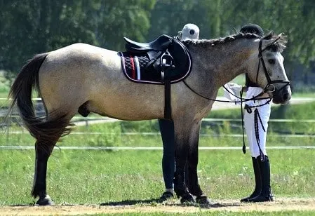 Girl checking the tack on her horse