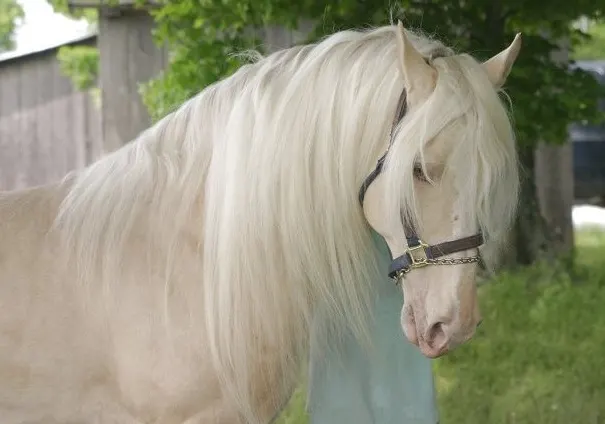 Gold Champagne horse with a lovely coat