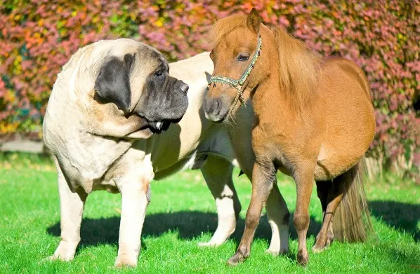 English Mastiff and mini horse smelling each other