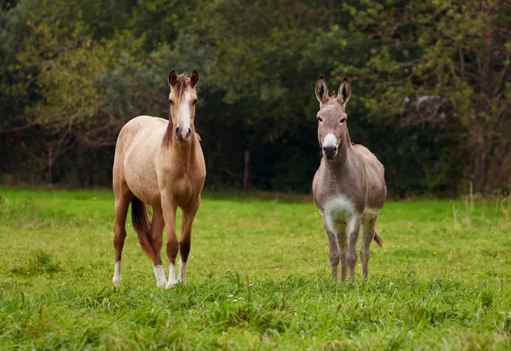 Horse and donkey standing beside each other in a field and both looking at the camera