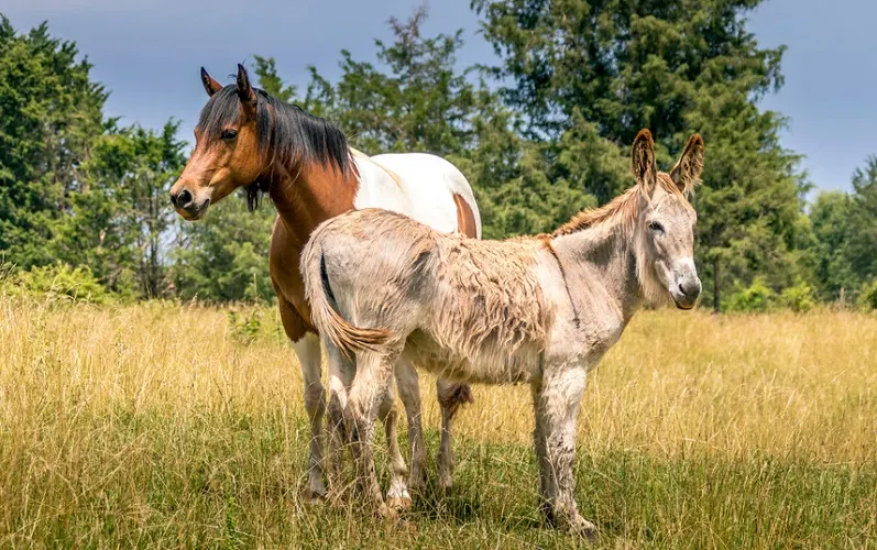 Horse and donkey together in long yellow grass field
