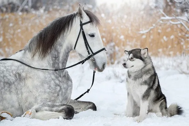 Husky and dapple grey horse laying in show