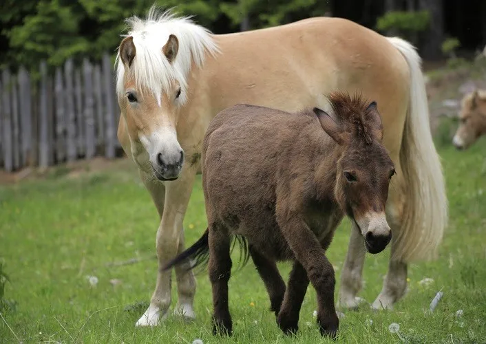 Palomino colored horse following a small dark brown downkey in a fence grassy field