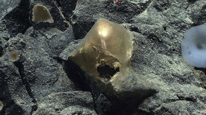 “Quả trứng vàng” bí ẩn được phát hiện dưới đáy biển đang khiến các nhà khoa học đau đầu.  (Ảnh: CBS News)
