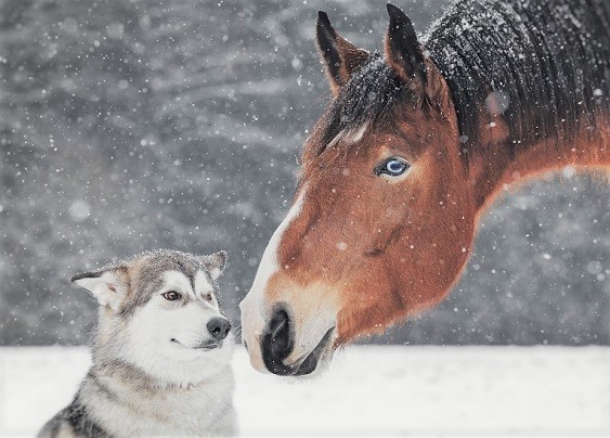 Red horse and husky dog in snow