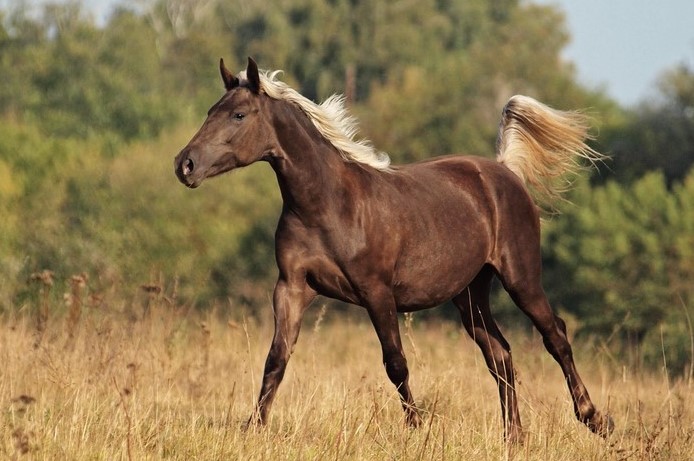 Rocky Mountain Horse running in a field