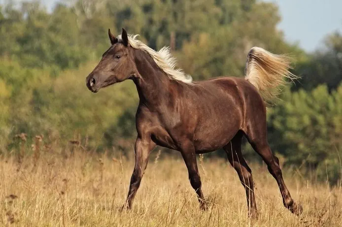 Rocky Mountain Horse running in a field