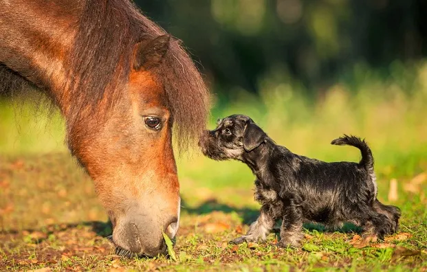 Miniature Schnauzer puppy with painted Shetland pony