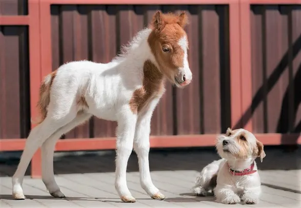 Small dog looking at a tiny pony