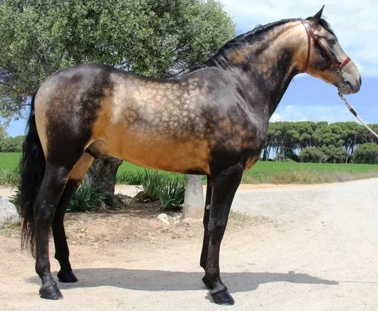 Horse with a rare sooty buckskin coat color standing in a gravel driveway