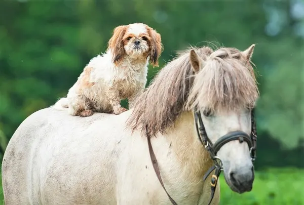 Tiny dog laying on a pony's back