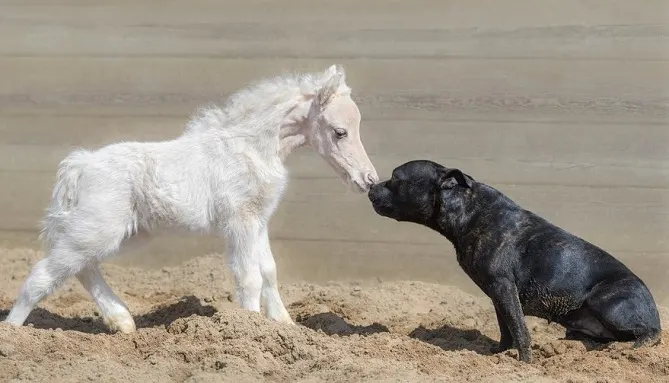 Tiny white horse and dog smelling each other