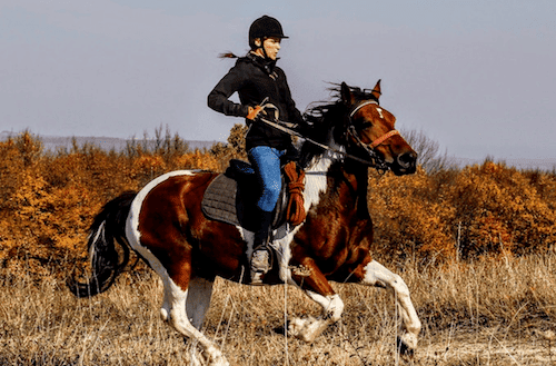 6 Things Horses Don't Like (And How to Handle Them)