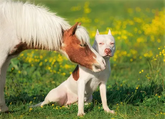 White Pitbull Terrier puppy being sniffed by a pony