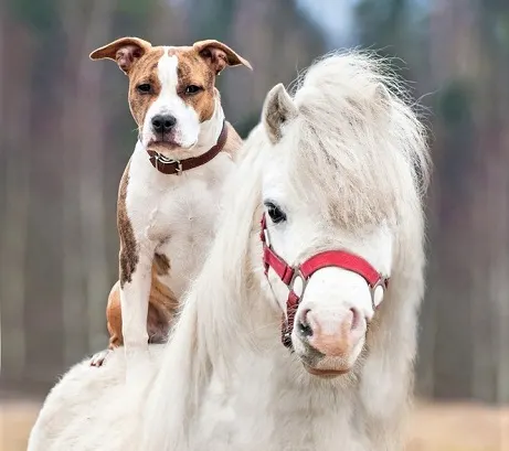 White dog on a horse's back