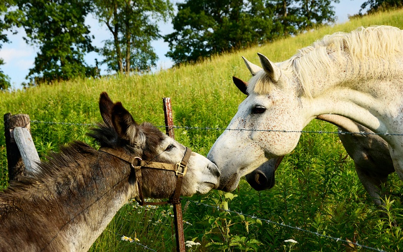 White horse and brown donkey sniffing and touching noses through a barbed wire fence in overgrown fields