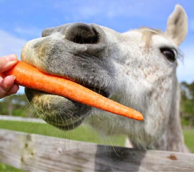 Can Horses Eat Carrots? Is It So Crazy? | Horse is Love