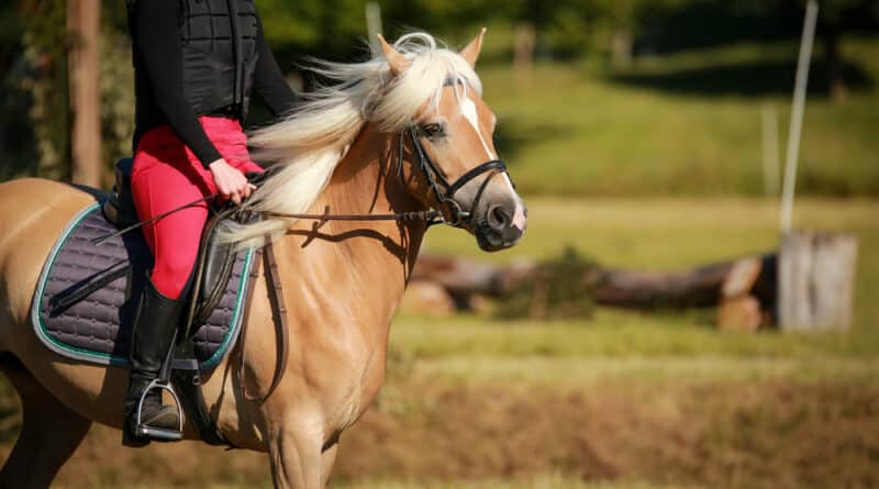 9 Things Horses Dislike (But People Often Do Anyway)