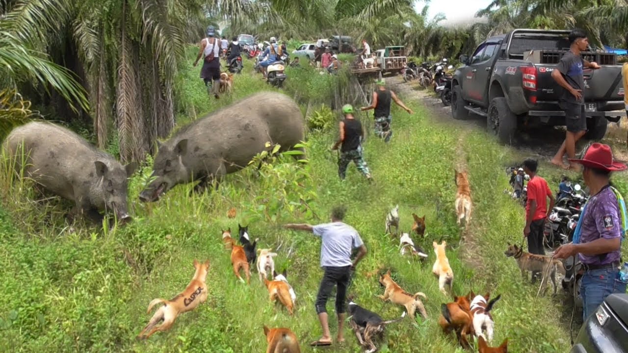 MONSTER PENGHUNI BUKIT TERATAI AKHIRNYA KELUAR ||AMAZING WILD BOAR HUNTING|| - YouTube