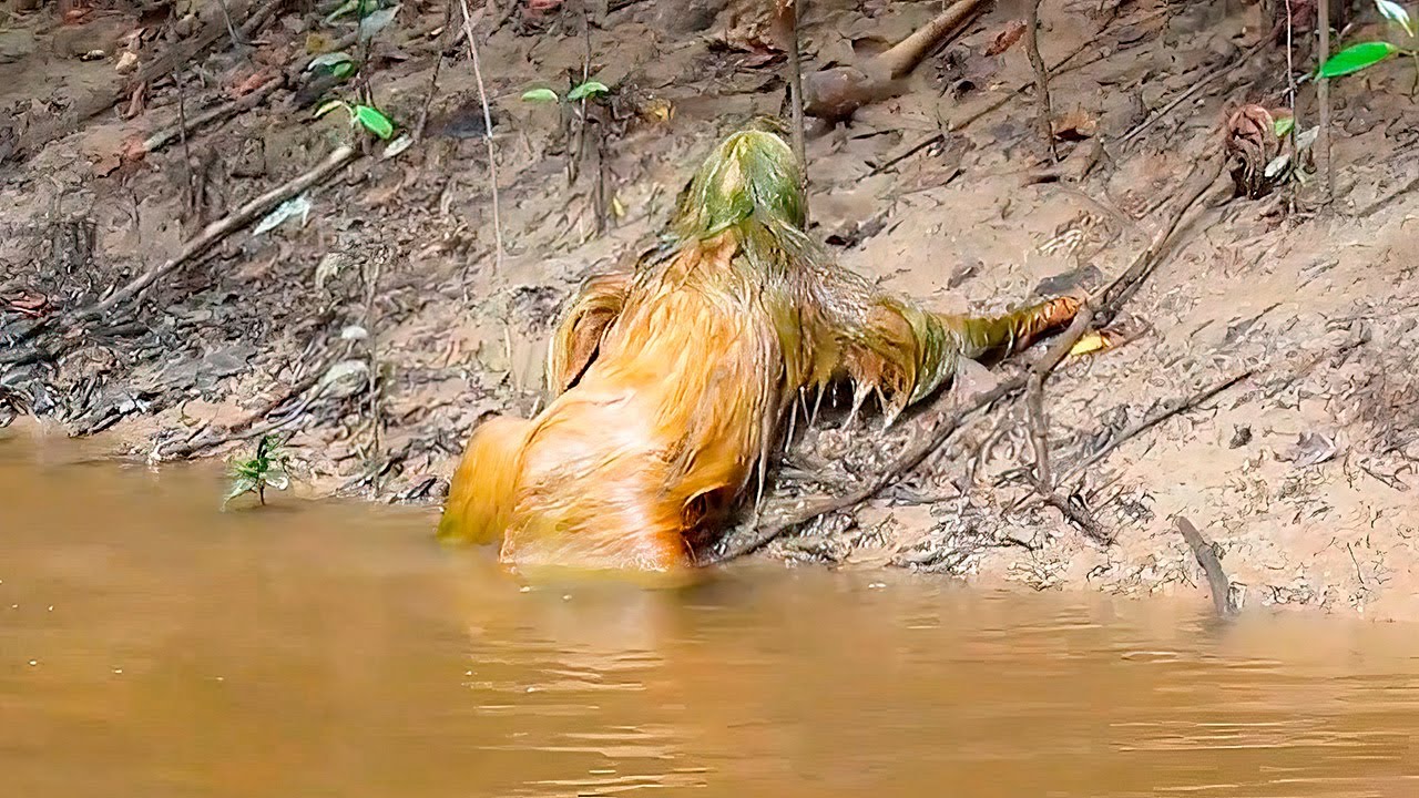 This Man's Camera Caught Some Creature Crawling out of the River - YouTube