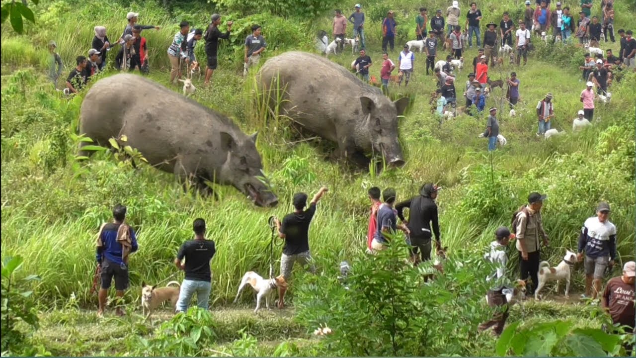 MONSTER PENGHUNI BUKIT TERATAI AKHIRNYA KELUAR ||AMAZING WILD BOAR HUNTING|| - YouTube