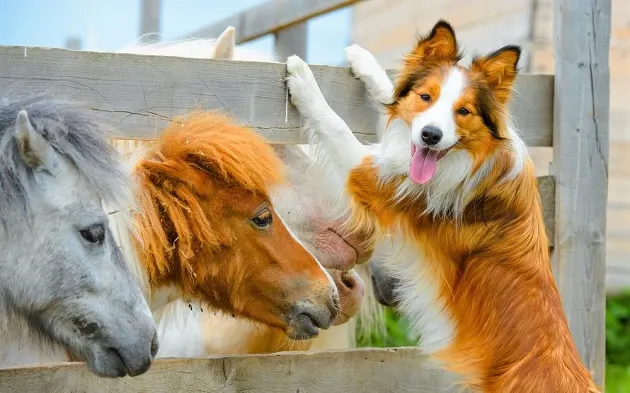 Ponies and a Border Collie dog