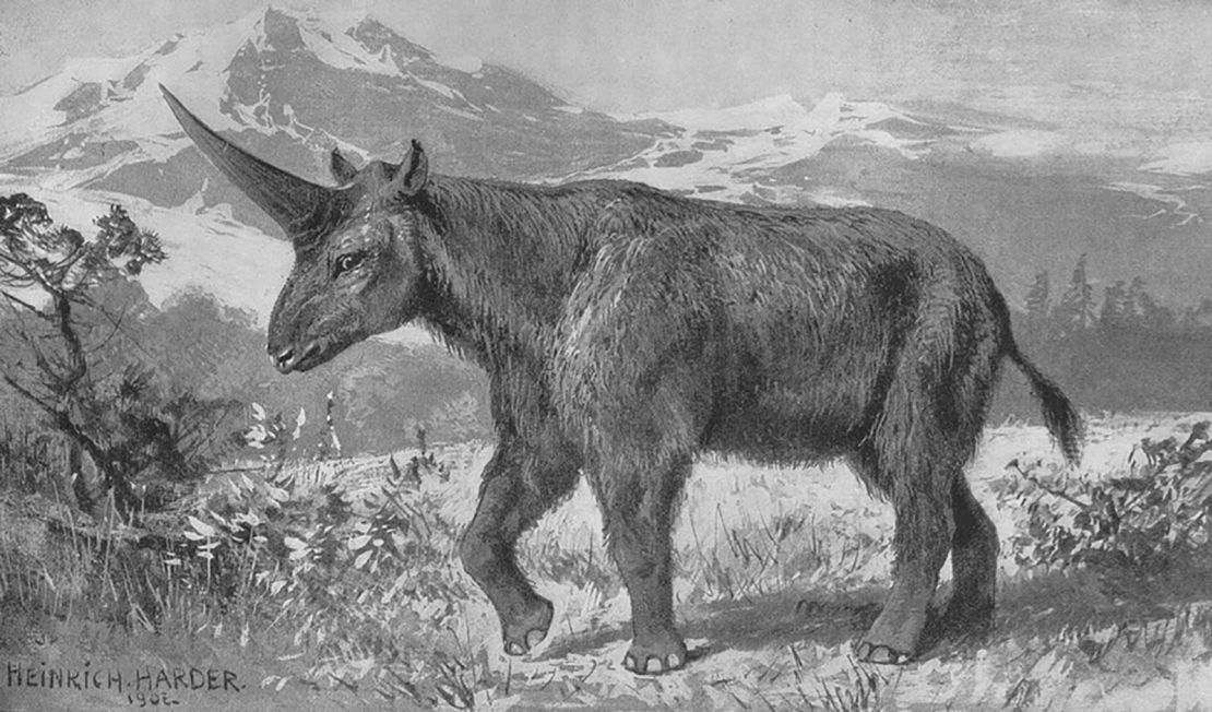 'Siberian unicorn' once walked among early humans | CNN
