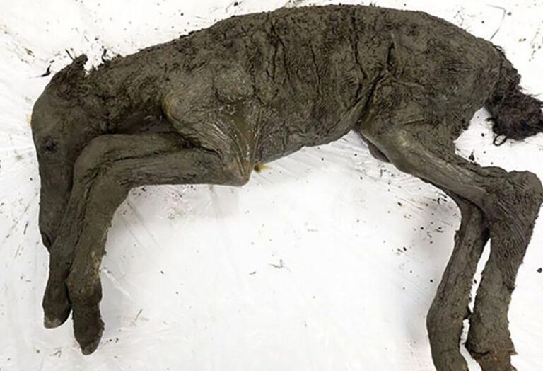 Liquid Blood Extracted From 42,000-Year-Old Foal Found Frozen in Siberia
