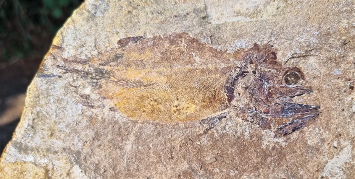 183-Million-Year-Old Fish Fossil with Incredibly Preserved Eye – amazingsportsusa.com