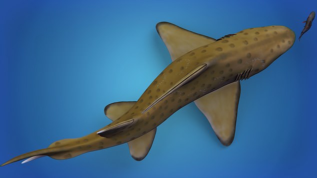 A 3D rendering of what the 'Godzilla Shark' may have looked like from above