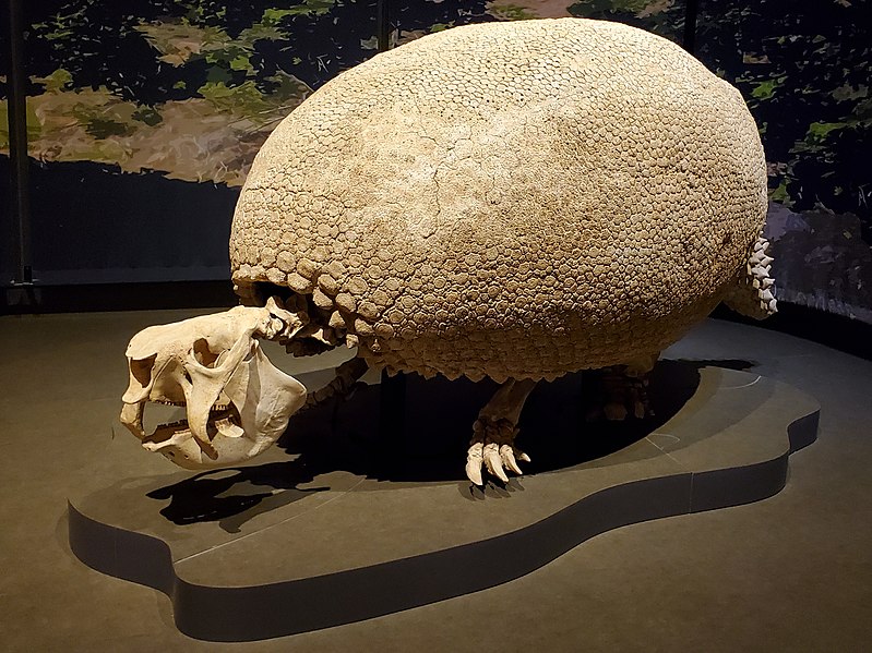 Tracking the Enigmatic Giant Tatu for Survival by the First Americans – amazingsportsusa.com