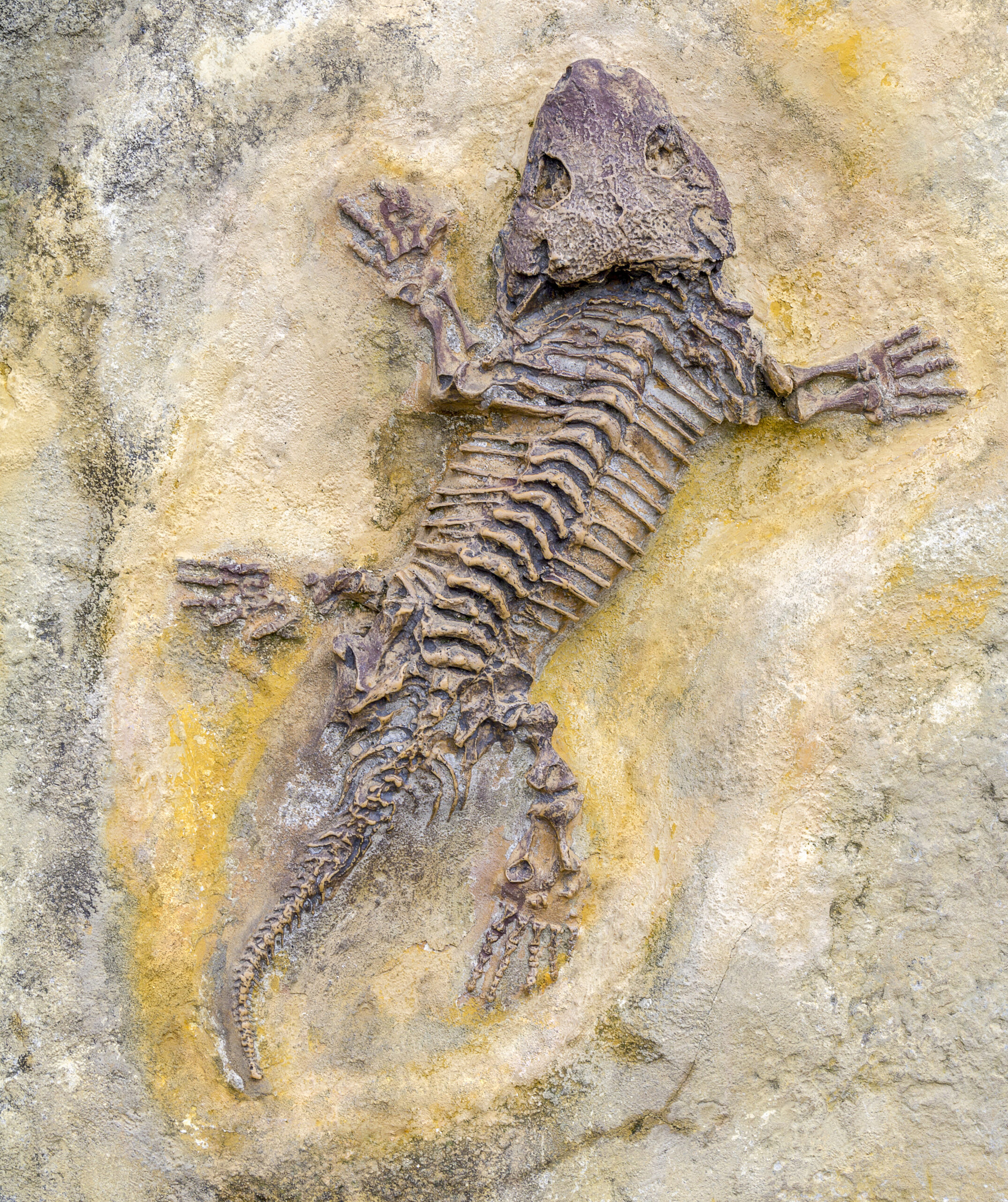 Discovering Fossils from 350 Unique Mammal Species, Spanning 11.5 Million Years – amazingsportsusa.com