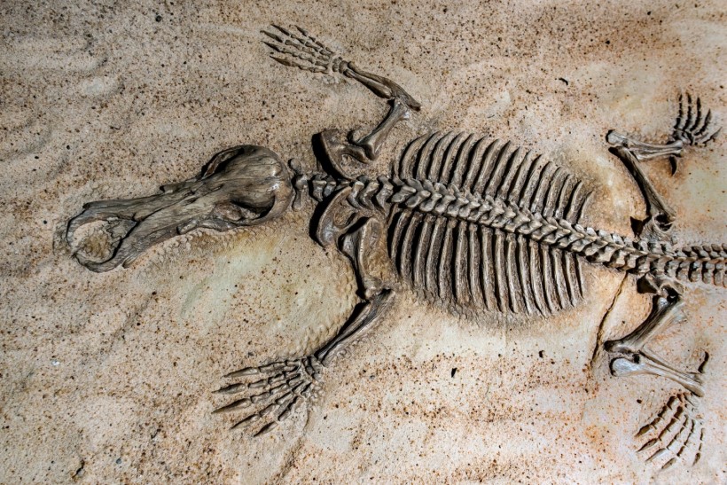 Discovering Fossils from 350 Unique Mammal Species, Spanning 11.5 Million Years – amazingsportsusa.com