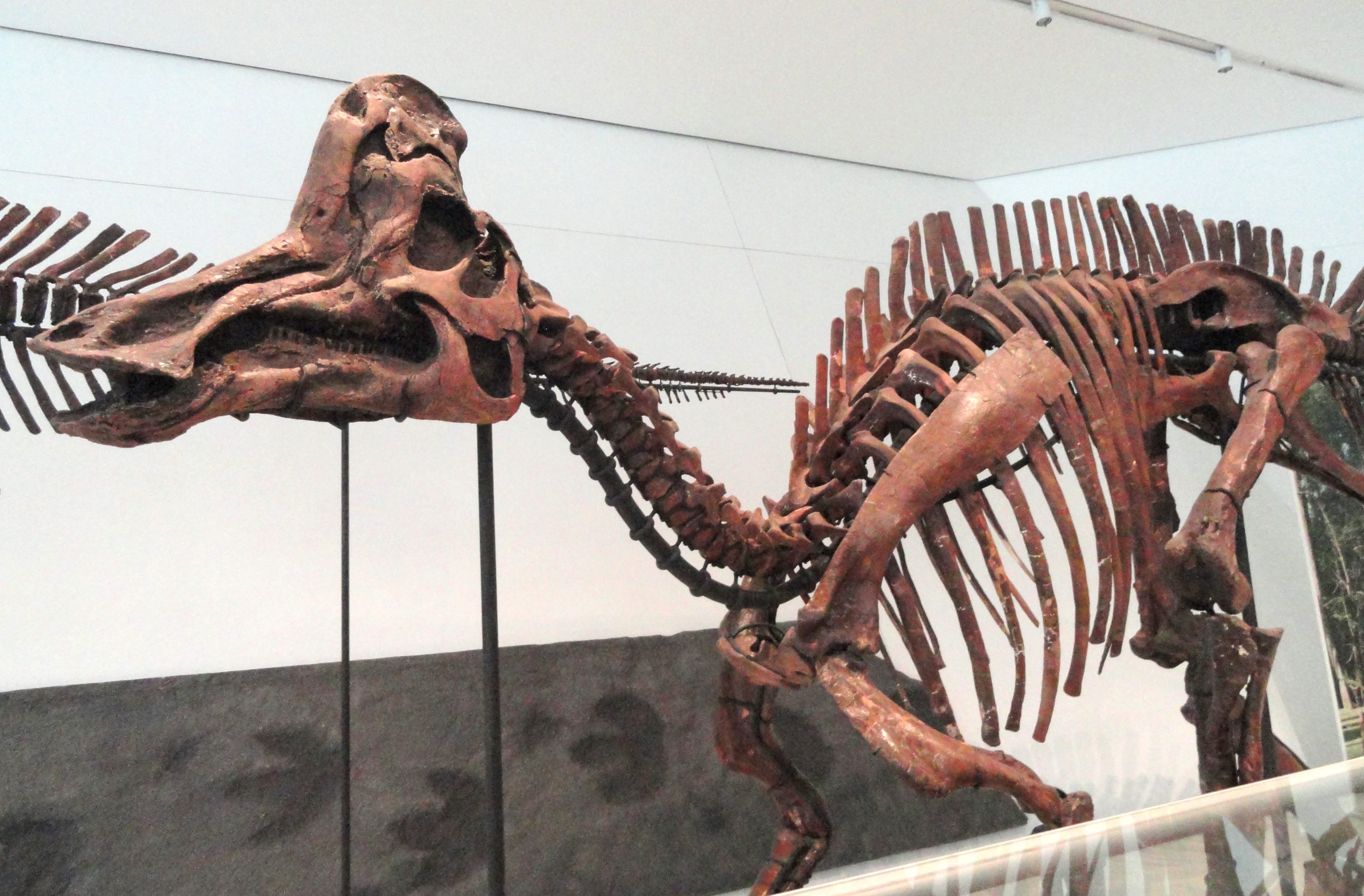 Exciting Milestone in Paleontology: Okayama Study Uncovers First ...