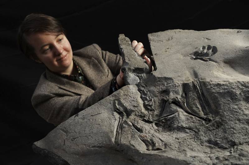 University of Edinburgh PhD student Natalia Jagielska examines the world's largest Jurassic pterosaur unearthed on the Isle of Skye. AP