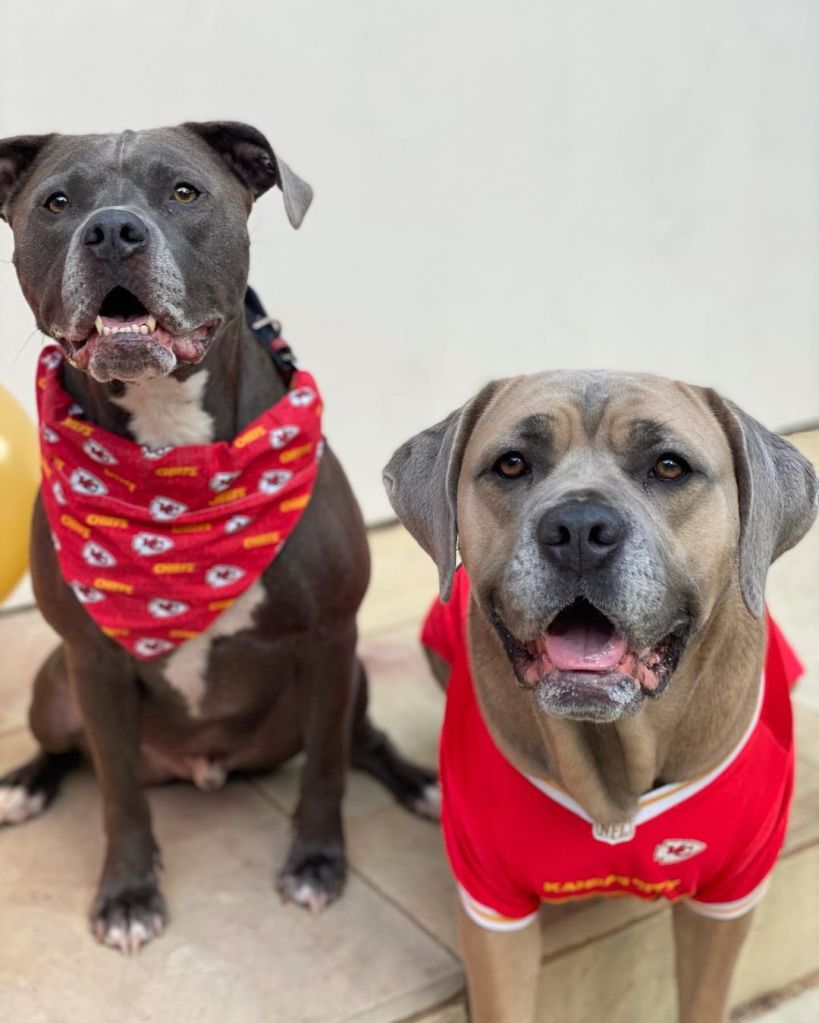 A photo of the two Mahomes dogs clad in Kansas City Chiefs bandanas