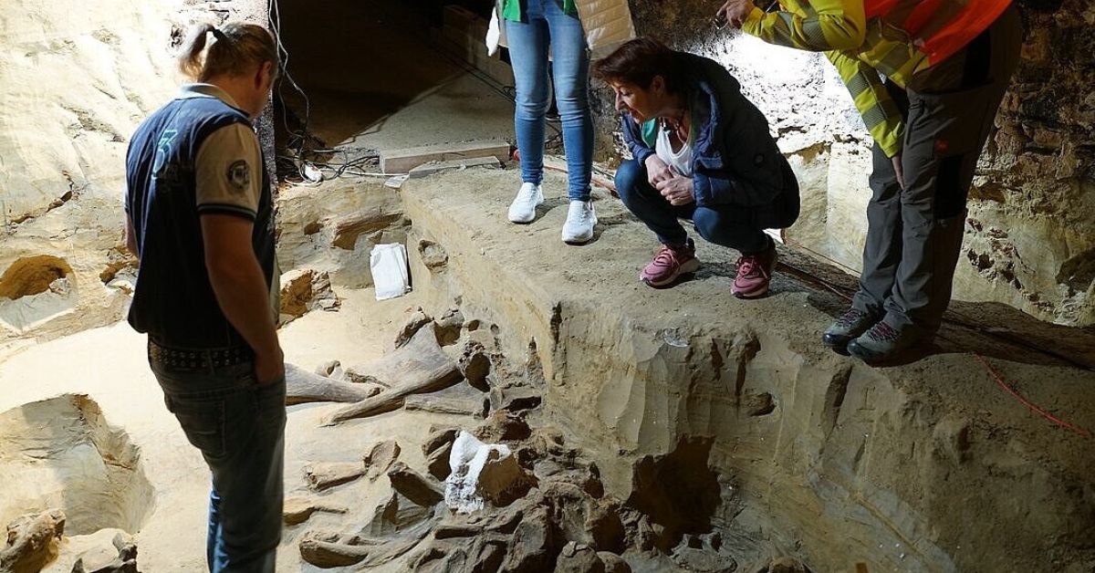 Austrian Winemaker Discovers Mammoth Bones in Wine Cellar