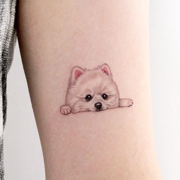 Cute Pomeranian tattoo by @tattooist_nanci