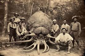 The reign of King Rama V (Thailand): Pictures of mysterious animals hunted by the noble group - Media News 48