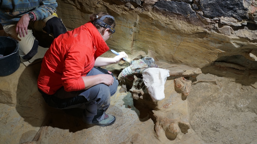 40,000-year-old mammoth bones discovered in wine cellar - ABC News