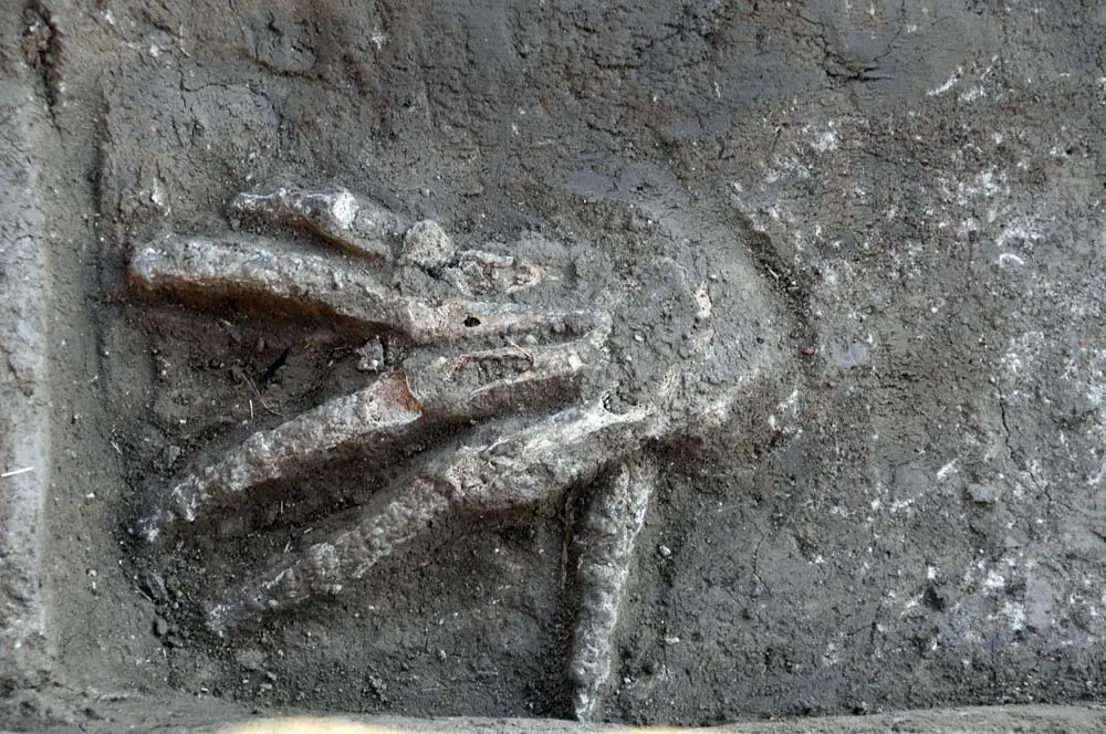 A severed right hand discovered in front of a Hyksos palace at Avaris (modern-day Tell el-Daba). It would have been chopped off and presented to the king (or a subordinate) in exchange for gold. This is the first archaeological evidence of the practice. They were buried about 3,600 years ago, when the palace was being used by King Khayan.