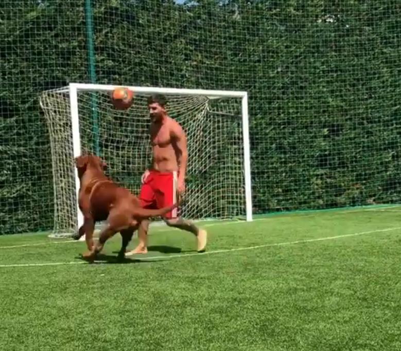 Messi has had the Dogue de Bordeaux since 2016