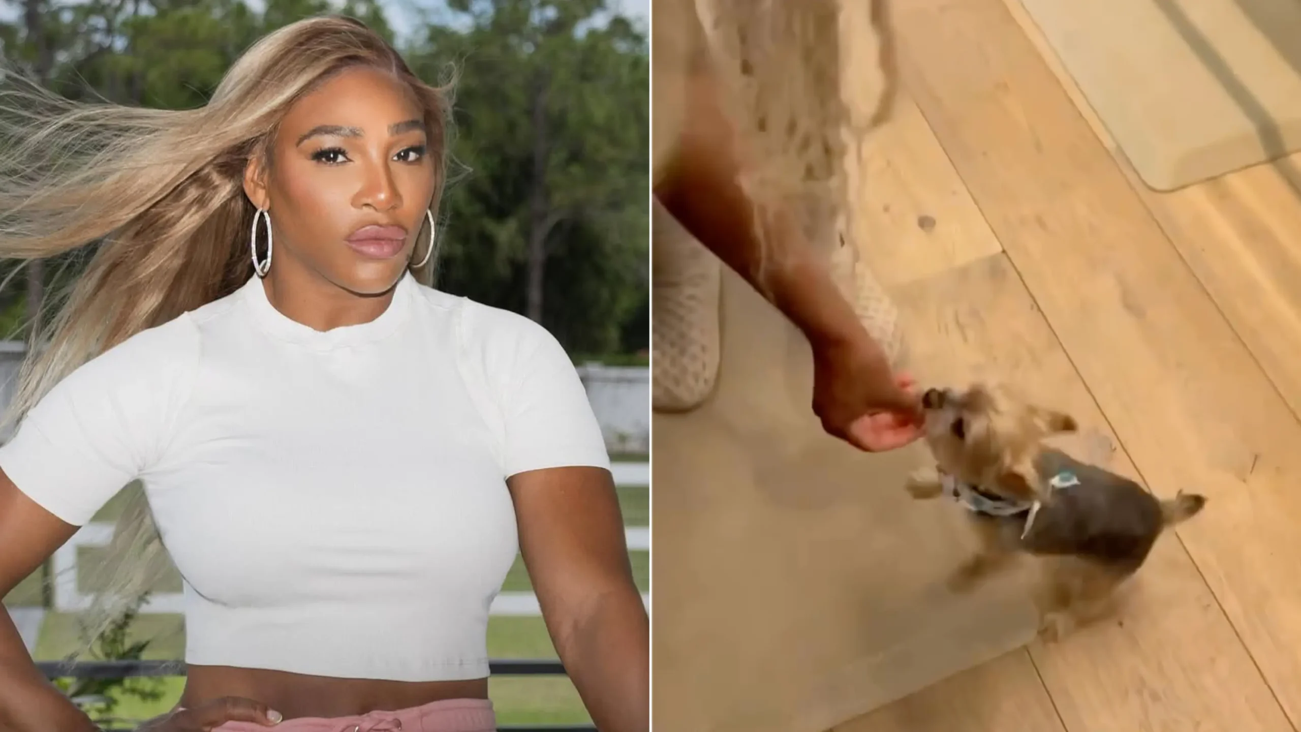 No Pets In the Kitchen!': Serena Willliams Grosses Fans Out Over Poor  Hygiene While Cooking Dinner for Her Family